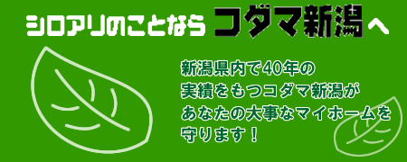 シロアリのことならコダマ新潟へ