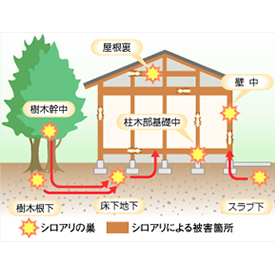 シロアリが家を狙っている