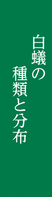 シロアリの種類と分布