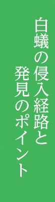 白蟻の侵入経路と発見のポイント