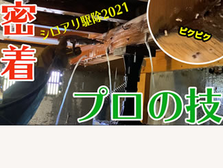 密着、シロアリ駆除2021プロの技