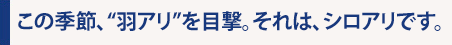 この季節、“羽アリ”を目撃。それは、シロアリです。