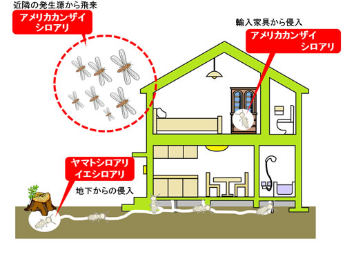 各白蟻の侵入の図