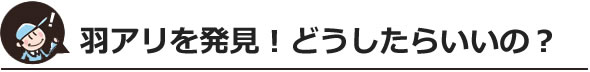 羽アリを発見！どうしたらいいの？