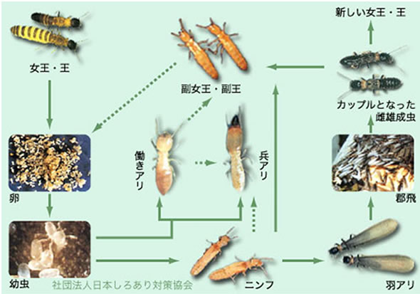 ヤマトシロアリの一生