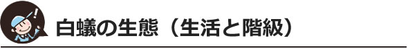 白蟻の生態（生活と階級）