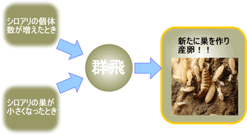 白蟻が群飛をする仕組み